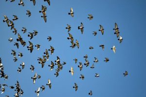 Muchas palomas volando juntas.