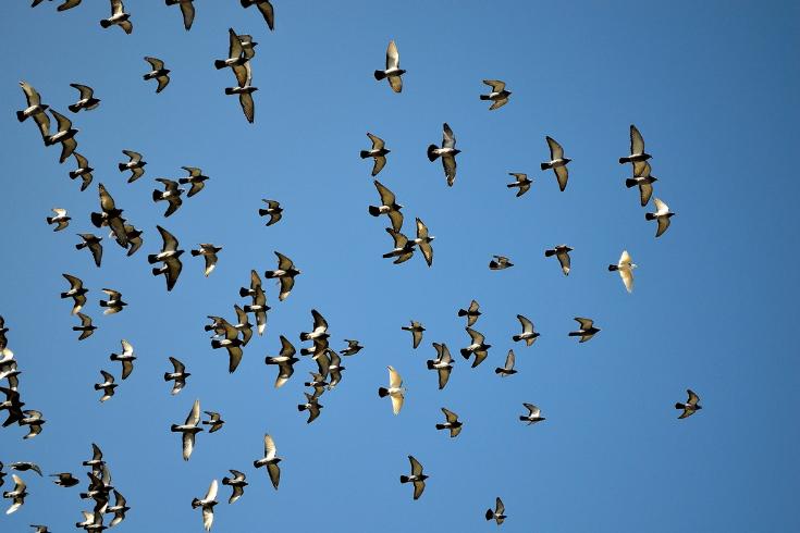 Muchas palomas volando juntas.